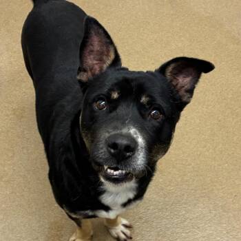 Terrier Dogs Available for Adoption in Corpus Christi, Texas - Kipper | PetCurious