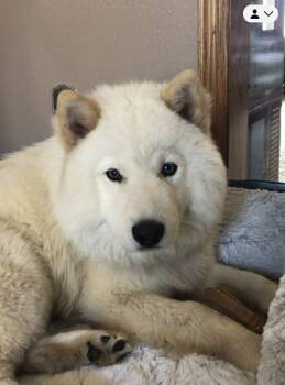 Samoyed Dogs Available for Adoption in Dysart, Iowa - Bear | PetCurious