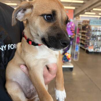Jenna -  Beagle and Border Collie Dog for Adoption in Melbourne, Arkansas - Jenna | PetCurious