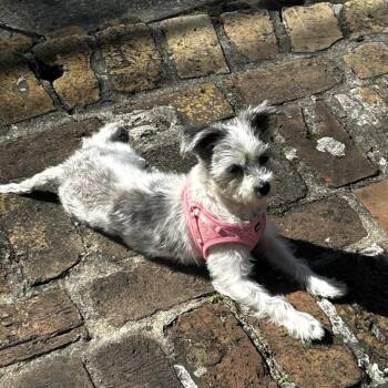 Maltese and Schnauzer Dogs Available for Adoption - Kween (Benefactor Dog) | PetCurious
