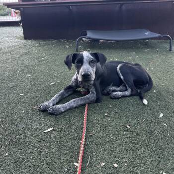 Mazzy Star -  Mixed Breed Dog for Adoption in Austin, Texas - Mazzy Star | PetCurious