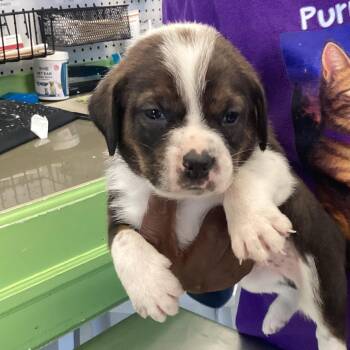Chocolate Labrador Retriever Dogs Available for Adoption in Montgomery, Alabama - Yin | PetCurious