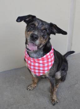 Apple -  Catahoula Leopard Dog Dog for Adoption in Mckinney, Texas - Apple | PetCurious
