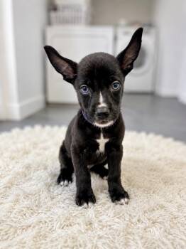 Georgia Okeeffe -  German Shepherd Dog and Mixed Breed Dog for Adoption in Houston, Texas - Georgia Okeeffe | PetCurious