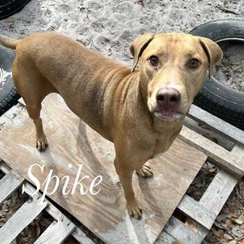Shepherd and Mixed Breed Dogs Available for Adoption - Spike | PetCurious