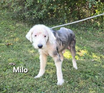 MILO -  Old English Sheepdog Dog for Adoption in Mount Carmel, Illinois - MILO | PetCurious