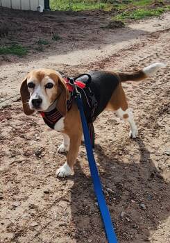 Rescue Beagle Dogs for Adoption in Hartville, Wyoming - Olympia | PetCurious