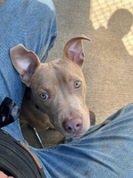 Pit Bull Terrier Dogs Available for Adoption in Chicago, Illinois - Mouse Melon | PetCurious