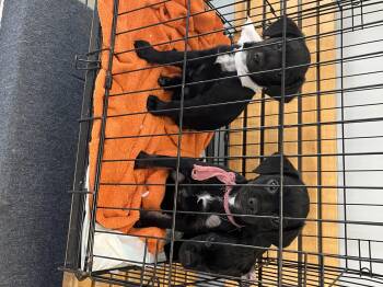 Rescue Pug and Terrier Dogs for Adoption in Arcadia, California - Pug Terrier Puppies | PetCurious