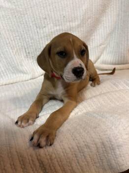 Boxer Dogs Available for Adoption in Naperville, Illinois - Mulberry | PetCurious