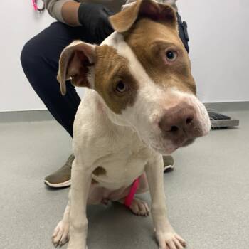 American Staffordshire Terrier Dogs Available for Adoption in Abilene, Texas - Tic Tac | PetCurious