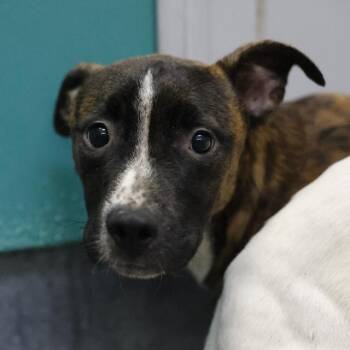 OSCAR -  American Staffordshire Terrier Dog for Adoption in San Antonio, Texas - OSCAR | PetCurious