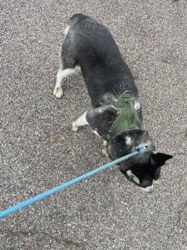 Raviolia -  Mixed Breed Dog for Adoption in Cincinnati, Ohio - Raviolia | PetCurious