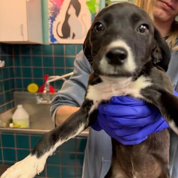 Wildfire -  Mixed Breed Dog for Adoption in Lenexa, Kansas - Wildfire | PetCurious