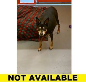 Rescue Miniature Pinscher and Mixed Breed Dogs for Adoption in Eugene, Oregon - Baby | PetCurious