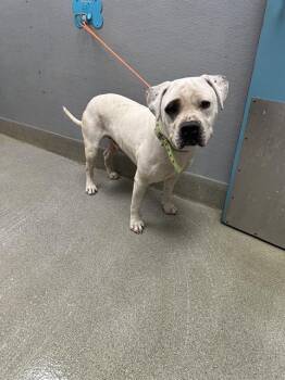 Pit Bull Terrier Dogs Available for Adoption in Las Vegas, Nevada - POPEYE | PetCurious