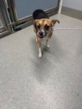 Donna -  Beagle Dog for Adoption in Bloomington, Indiana - Donna | PetCurious