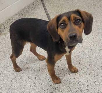 Junie -  Beagle and Mixed Breed Dog for Adoption in Kansas City, Missouri - Junie | PetCurious