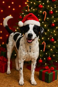 BANDIT -  Mixed Breed and Labrador Retriever Dog for Adoption in Princeton, Indiana - BANDIT | PetCurious