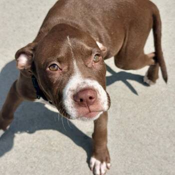 Dos -  Pit Bull Terrier Dog for Adoption in Matteson, Illinois - Dos | PetCurious