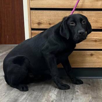 Black Labrador Retriever Dogs Available for Adoption in Wadena, Minnesota - Spud | PetCurious