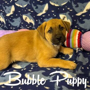 Labrador Retriever and Mixed Breed Dogs Available for Adoption in Hillsboro, Ohio - Bubble Puppy | PetCurious