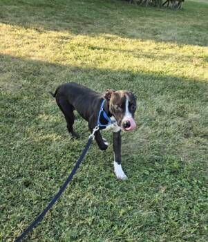 Rescue Mixed Breed Dogs for Adoption in Maumee, Ohio - Lumi | PetCurious