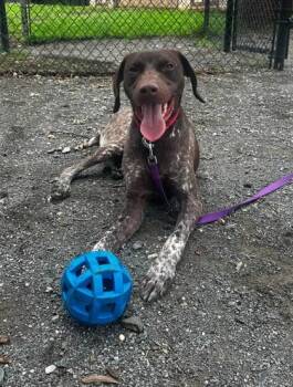 Woody -  Mixed Breed Dog for Adoption in Fairfax, Virginia - Woody | PetCurious