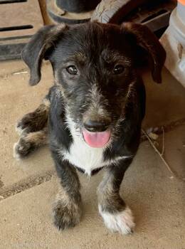 Rescue Terrier and Mixed Breed Dogs for Adoption in Calimesa, California - Hansel | PetCurious