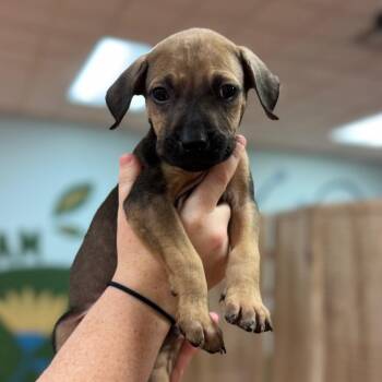 72 -  Mixed Breed Dog for Adoption in Springboro, Ohio - 72 | PetCurious