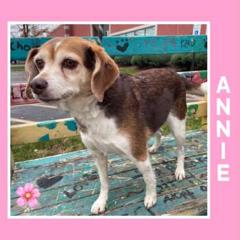 Rescue Beagle Dogs for Adoption in Mokena, Illinois - Annie | PetCurious