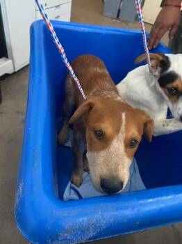 MICHEAL -  Mixed Breed Dog for Adoption in Dallas, Texas - MICHEAL | PetCurious