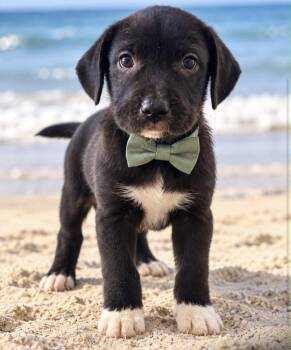 OREO -  American Bulldog Dog for Adoption in Margate, Florida - OREO | PetCurious