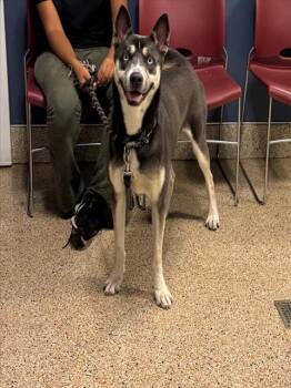 Rescue Siberian Husky and Catahoula Leopard Dog Dogs for Adoption in Doral, Florida - APOLLO | PetCurious