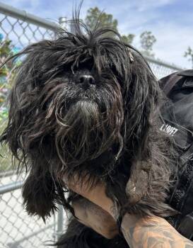 Maltese Dogs Available for Adoption in Victorville, California - Jasmine | PetCurious