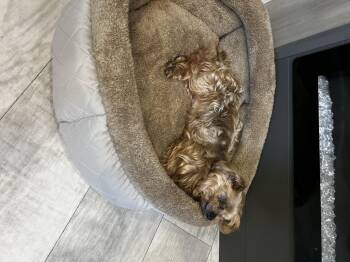 Rescue Yorkshire Terrier Dogs for Adoption in Brownstown, Indiana - Ray | PetCurious