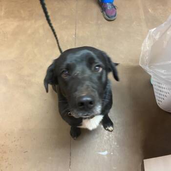 Dude -  Labrador Retriever and None Dog for Adoption in Flagstaff, Arizona - Dude | PetCurious