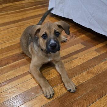 Rescue German Shepherd Dog Dogs for Adoption in New York, New York - Frank | PetCurious