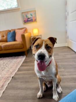 Labrador Retriever and Pit Bull Terrier Dogs Available for Adoption - Beau Wiggles The Happy Go Lucky Guy | PetCurious