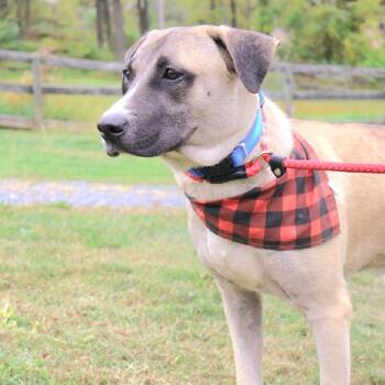 Rescue Labrador Retriever Dogs for Adoption in New York, New York - LUDO "In NY: FOSTER Or FOREVER HOME NEEDED!" | PetCurious