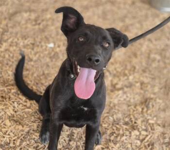 Rescue Australian Cattle Dog Blue Heeler and Mixed Breed Dogs for Adoption in Albuquerque, New Mexico - ASHER | PetCurious