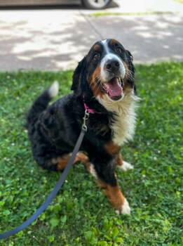 Meadow -  Bernese Mountain Dog Dog for Adoption in Indianapolis, Indiana - Meadow | PetCurious