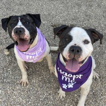 Thelma and Louise (bonded) -  Pit Bull Terrier Dog for Adoption in Lacon, Illinois - Thelma And Louise (bonded) | PetCurious