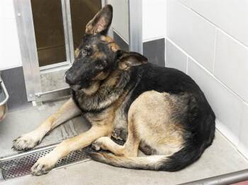 SALAMANDER -  German Shepherd Dog Dog for Adoption in Phoenix, Arizona - SALAMANDER | PetCurious