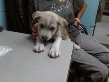 BUCK -  Australian Cattle Dog Blue Heeler and Mixed Breed Dog for Adoption in Albuquerque, New Mexico - BUCK | PetCurious