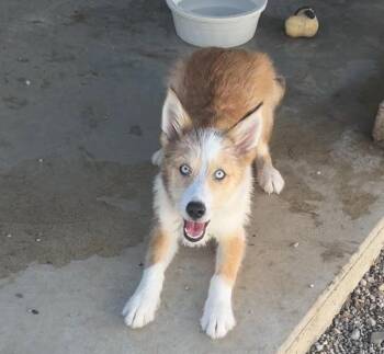 CORA -  Mixed Breed Dog for Adoption in Rochester, Indiana - CORA | PetCurious