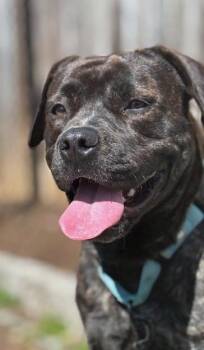 Boxer and Mixed Breed Dogs Available for Adoption - Buella | PetCurious