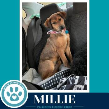 Shepherd Dogs Available for Adoption in Kimberton, Pennsylvania - Millie 050926 | PetCurious