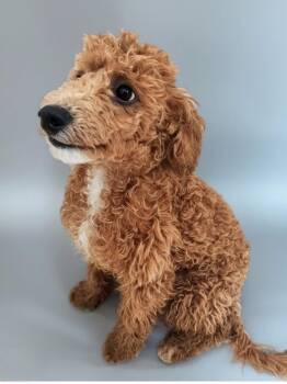 Cavalier King Charles Spaniel and Poodle Dogs Available for Adoption in Fort Myers, Florida - Colton | PetCurious