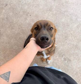 German Shepherd Dog Dogs Available for Adoption in Pflugerville, Texas - Saint | PetCurious